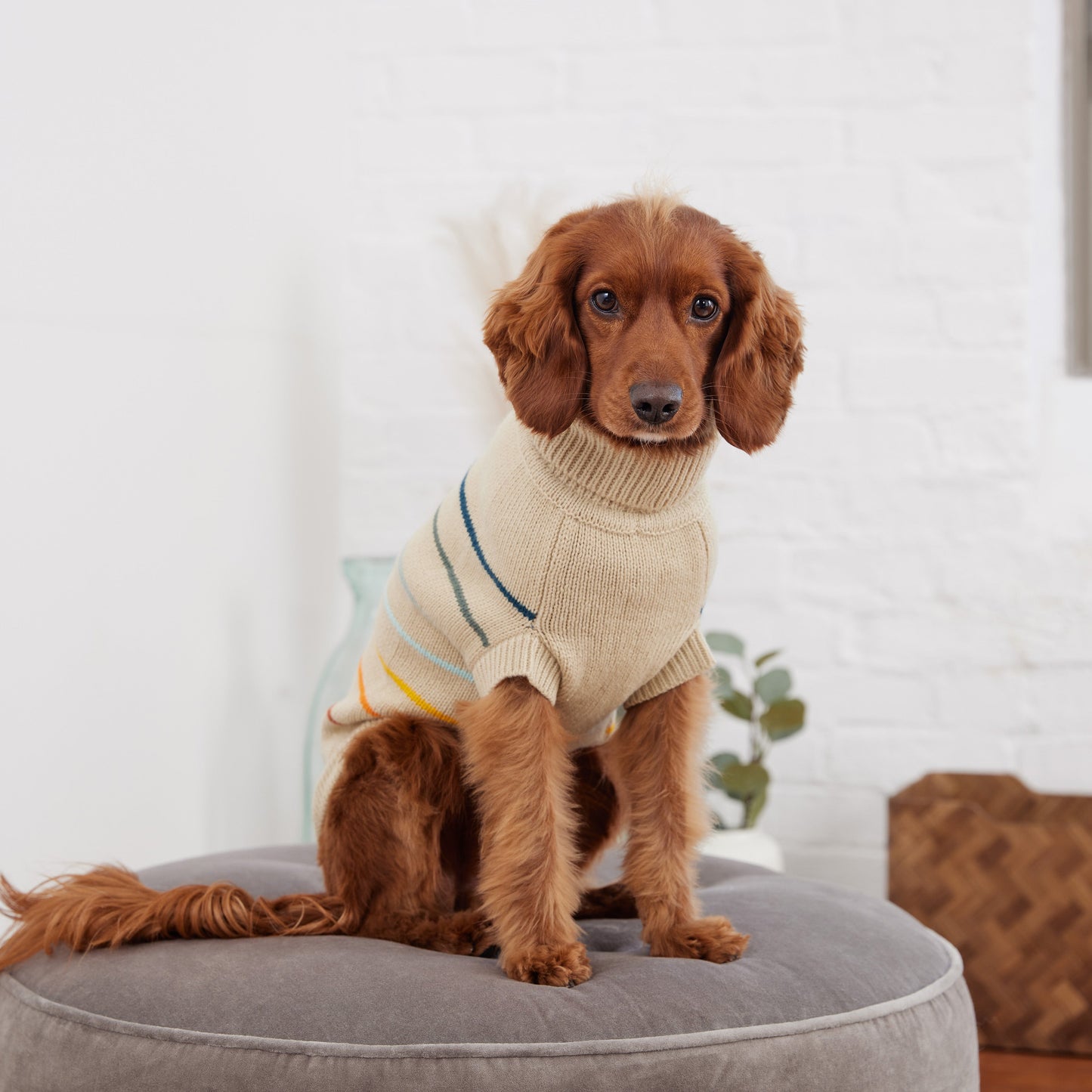 Arctic Sweater - Sand - close up view | Pet Supplies at Purrfect Pet Kingdom for Dogs and Cats