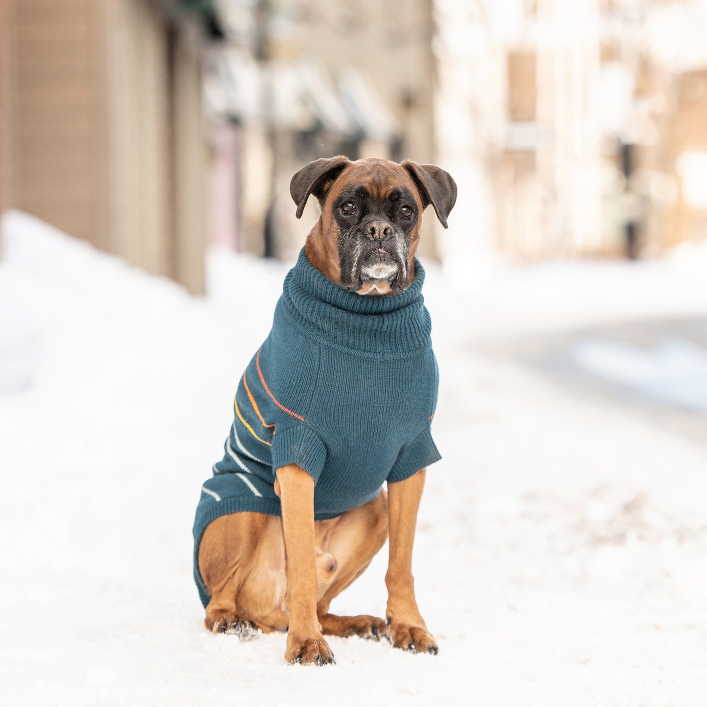 Arctic Sweater - Teal - size and texture view | Pet Supplies at Purrfect Pet Kingdom