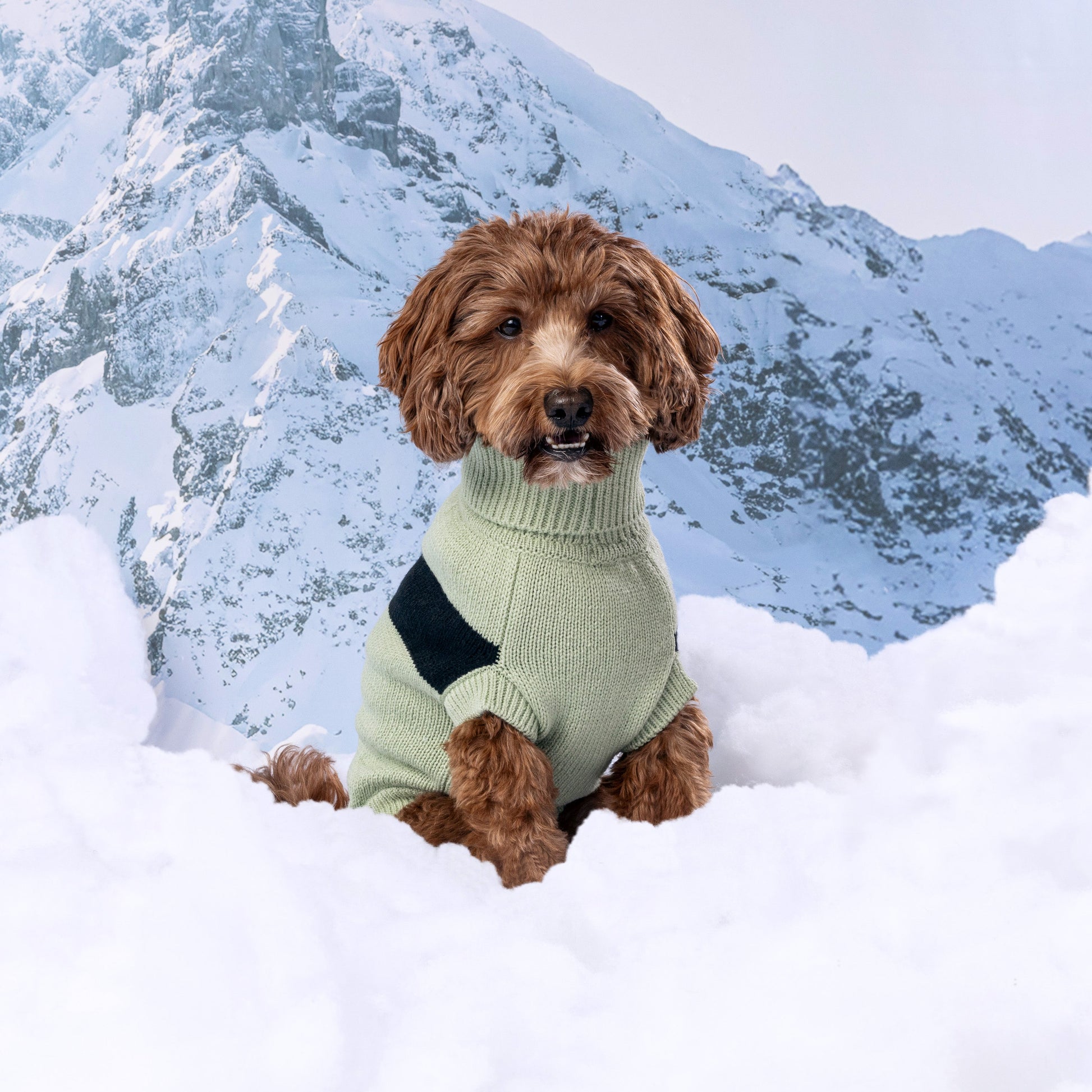 Catalyst Sweater Dog Sweaters Premium Pet Supply Premium - gallery image 13