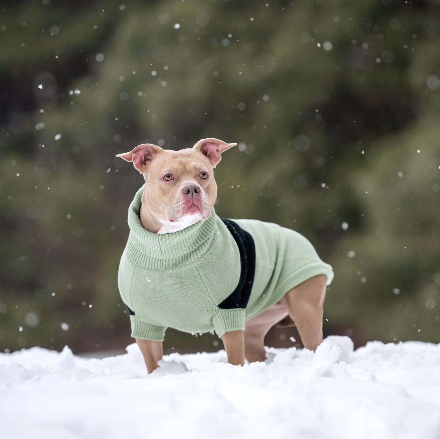 Catalyst Sweater Dog Sweaters Premium Pet Supply Premium - gallery image 16