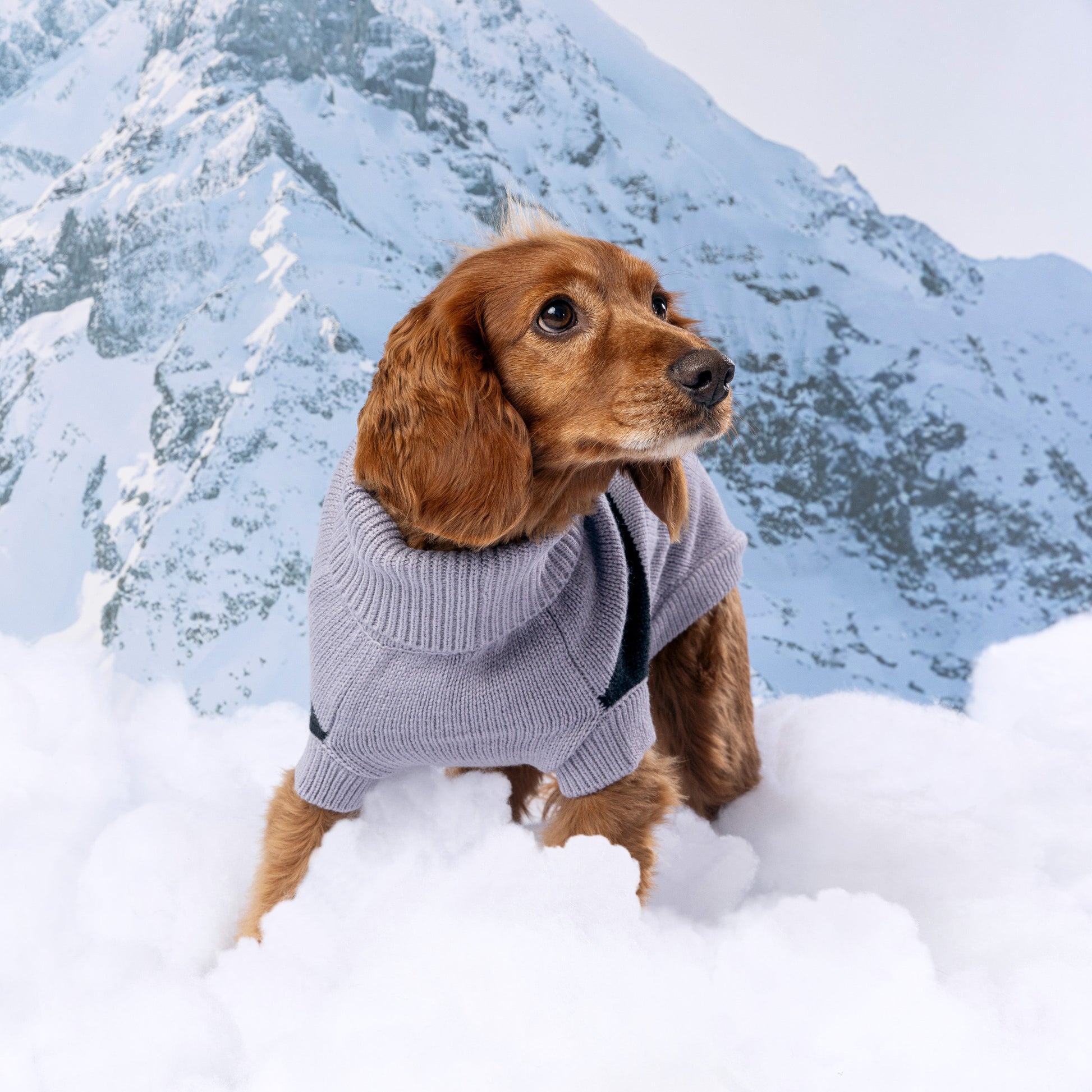 Catalyst Sweater Dog Sweaters Premium Pet Supply Premium - gallery image 15