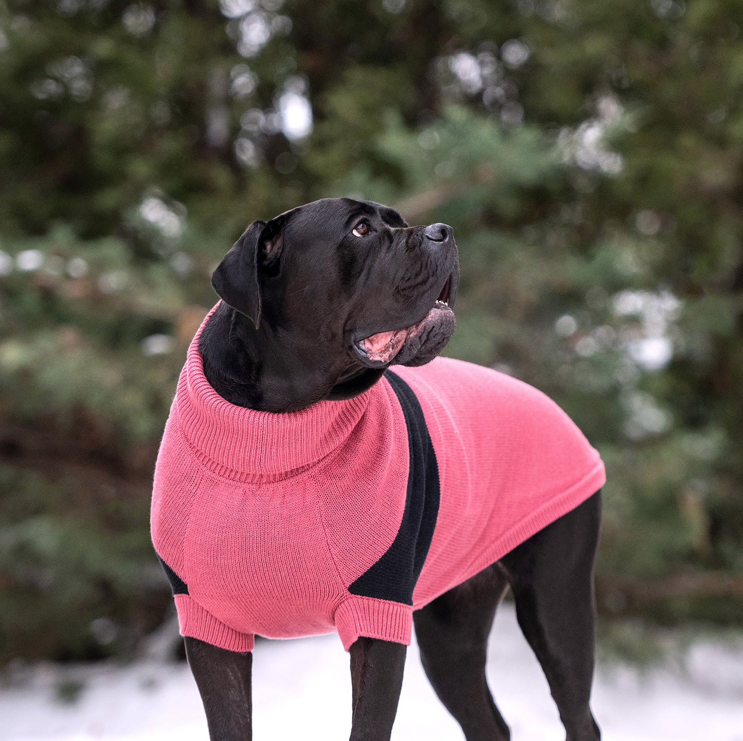 Catalyst Sweater Dog Sweaters Premium Pet Supply Premium - gallery image 6