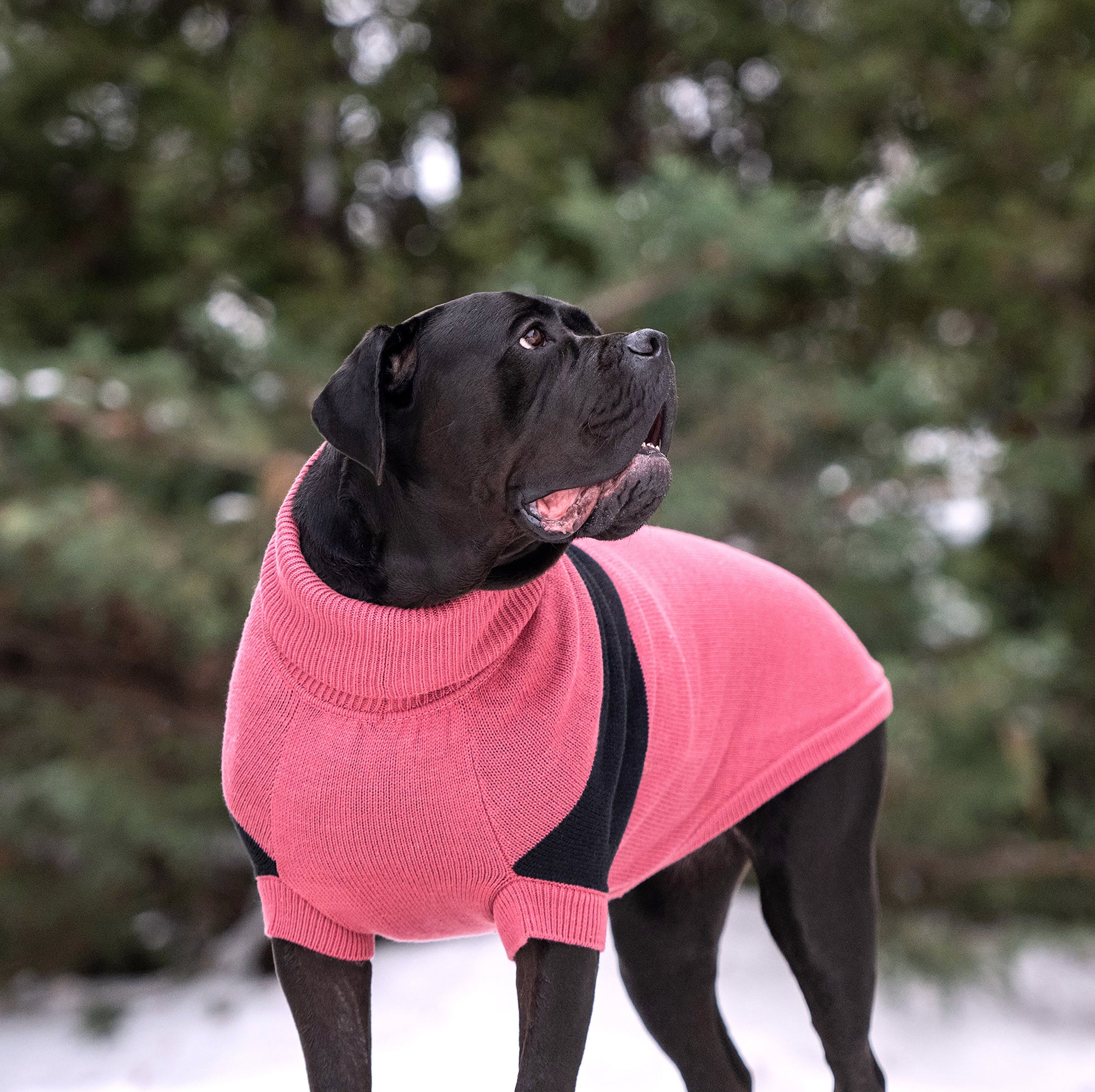 Catalyst Sweater Dog Sweaters Premium Pet Supply Premium - gallery image 6
