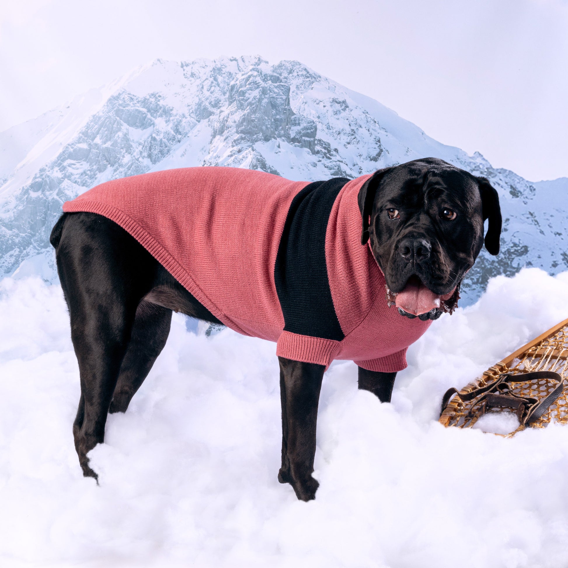 Catalyst Sweater Dog Sweaters Premium Pet Supply Premium - gallery image 7