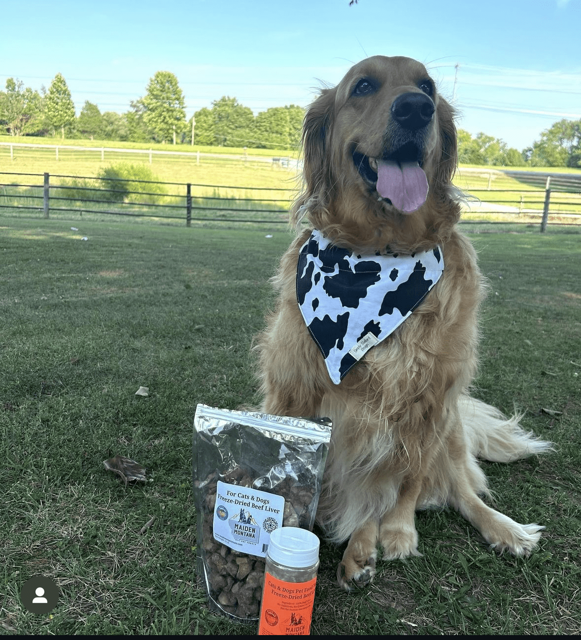 Freeze Dried Beef Liver Pet Food Topper 2 5 Pet Treats - lifestyle view