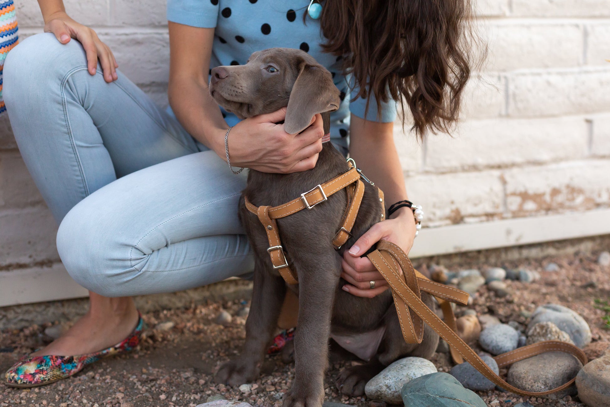 Dog Collar Step In Leather Harness for Daily Use for Comfort - gallery product image for dog collar