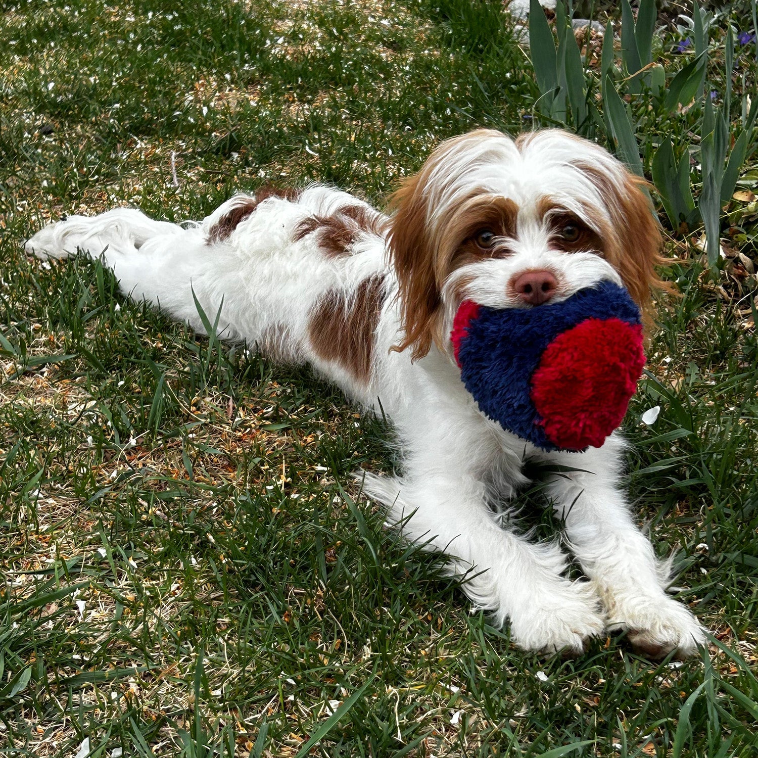 Dog Toy Nuggle Ball Interactive Plush Chew Play Durable Fun - detail view