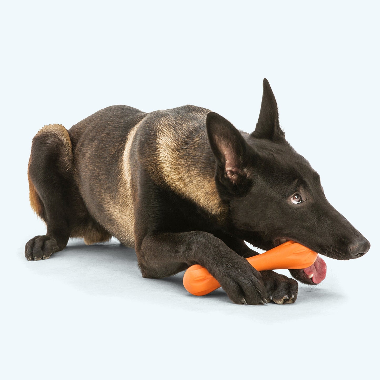 Hurley Interactive Dog Toy Durable Play Premium - lifestyle view