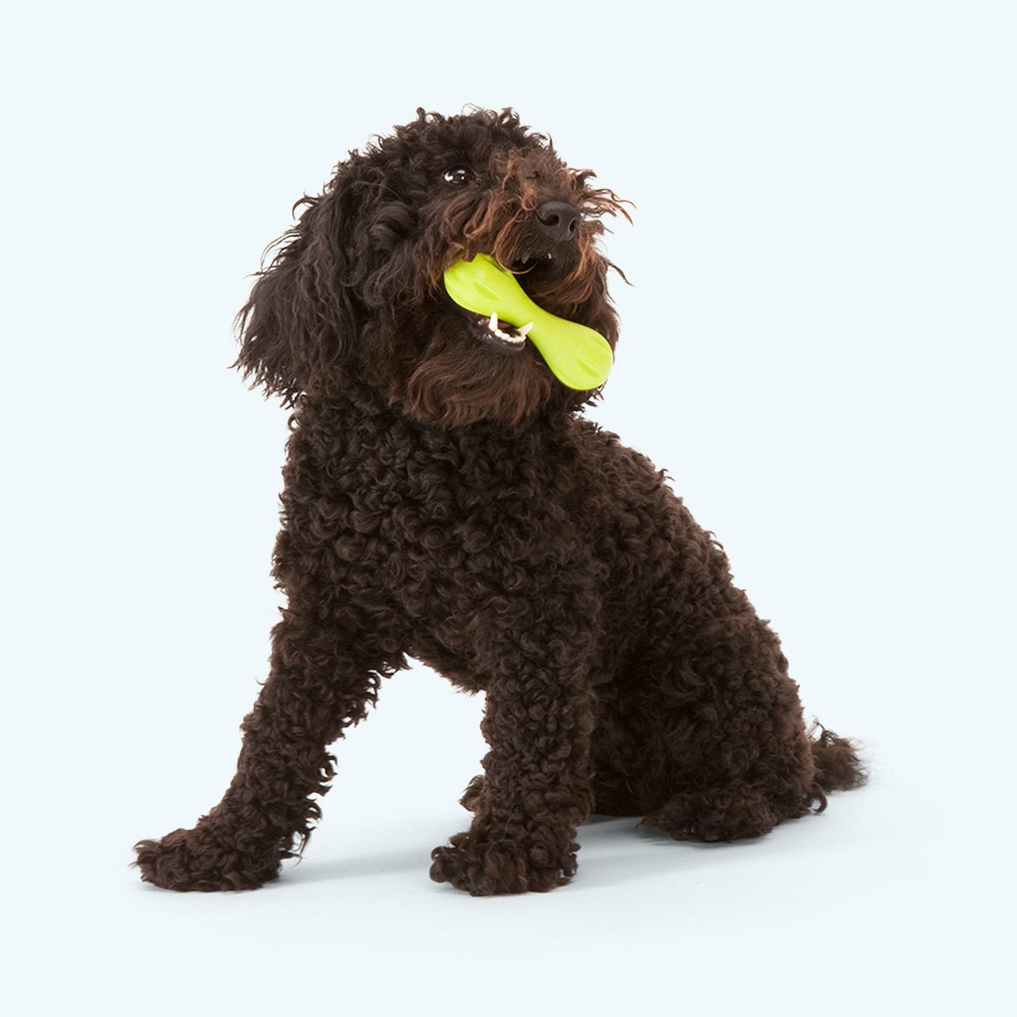 Hurley Interactive Dog Toy Durable Play Premium - gallery image 5