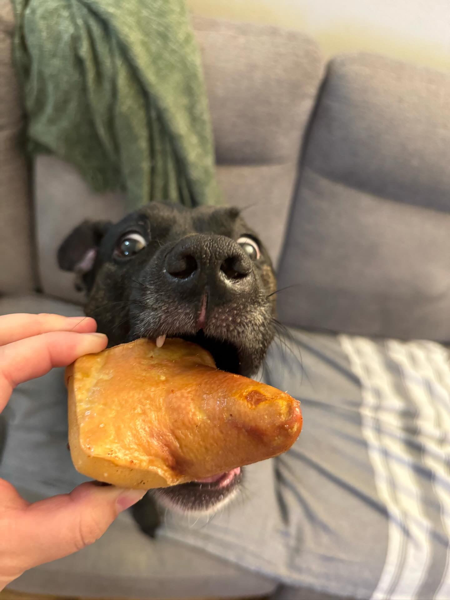 Dog Treats Pork Tails Single Ingredient Chews Natural Reward - lifestyle view