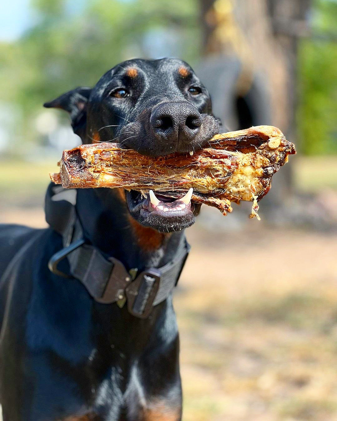Dog Treats Lamb Shank Single Ingredient Chews Natural Reward - gallery image 9