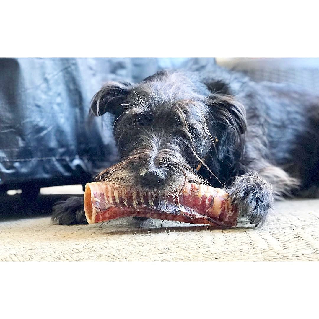 Dog Treats Beef Trachea Single Ingredient Chews Natural Rewa - gallery image 7