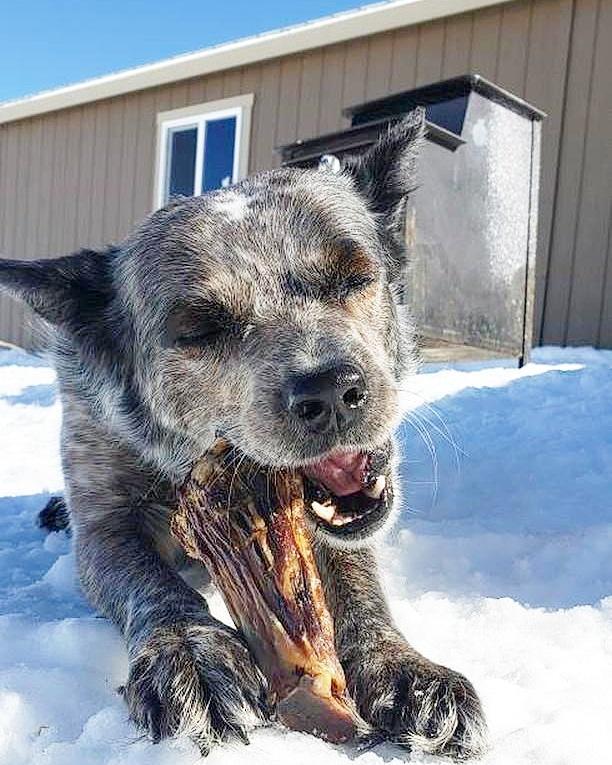 Dog Treats Lamb Shank Single Ingredient Chews Natural Reward - gallery image 10