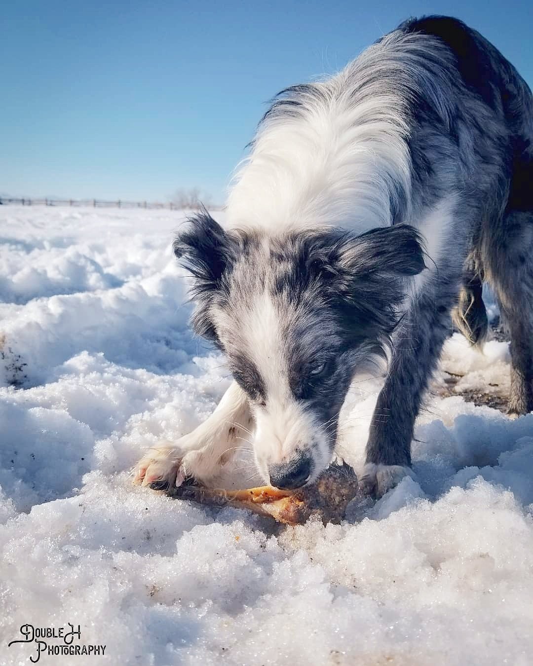 Dog Treats Lamb Shank Single Ingredient Chews Natural Reward - gallery image 8