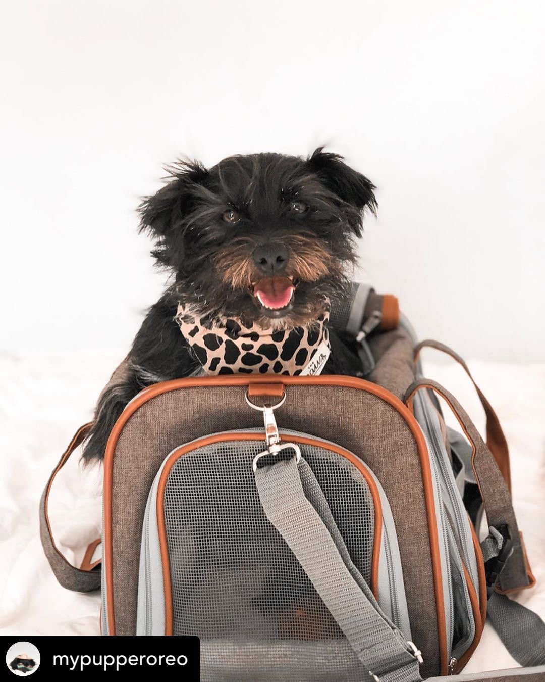 Mr. Peanut's Gold Series Standard Size Airline Compliant Pet Carrier - gallery image 17
