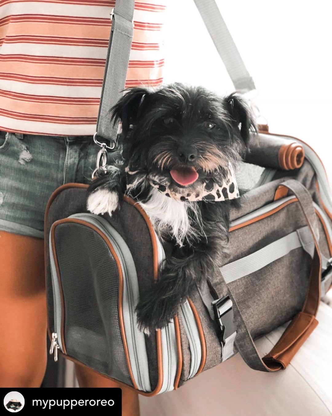 Mr. Peanut's Gold Series Big Apple XL Expandable Pet Carrier V3.0 - gallery image 11