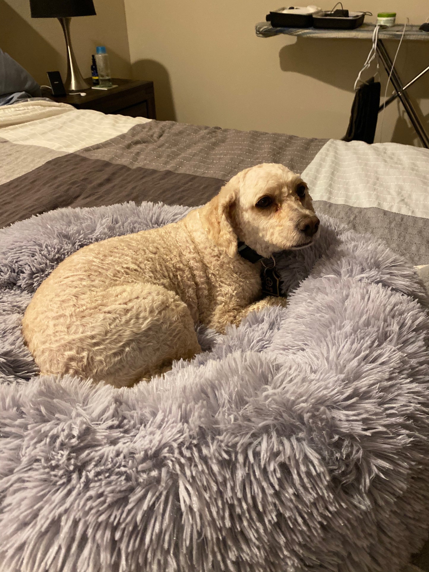 Mr. Peanut's 28" OrthoPlush� Pet Bed - Snowflake White Two Tone - gallery image 17
