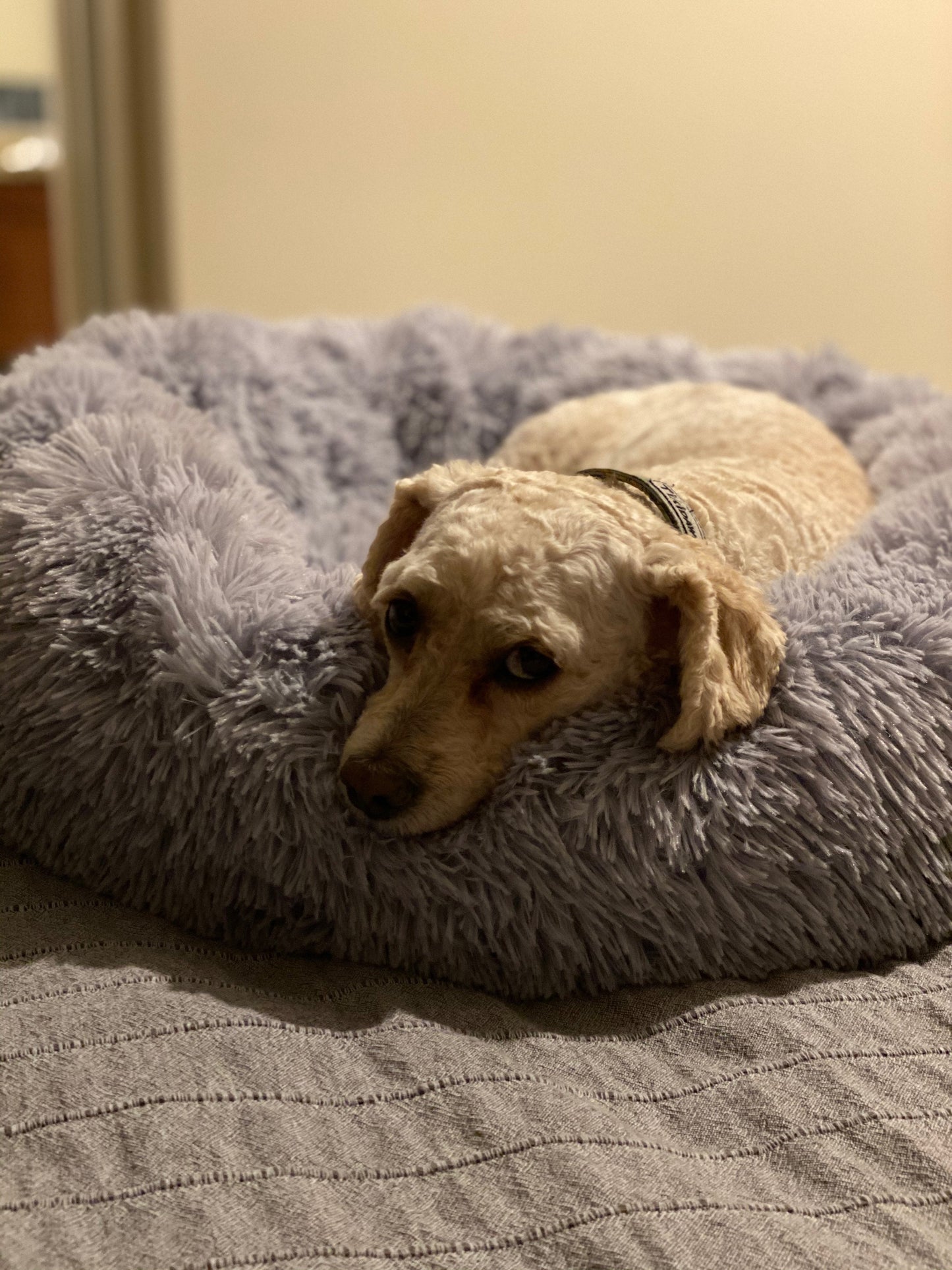 Mr. Peanut's 28" OrthoPlush� Pet Bed - Snowflake White Two Tone - gallery image 15