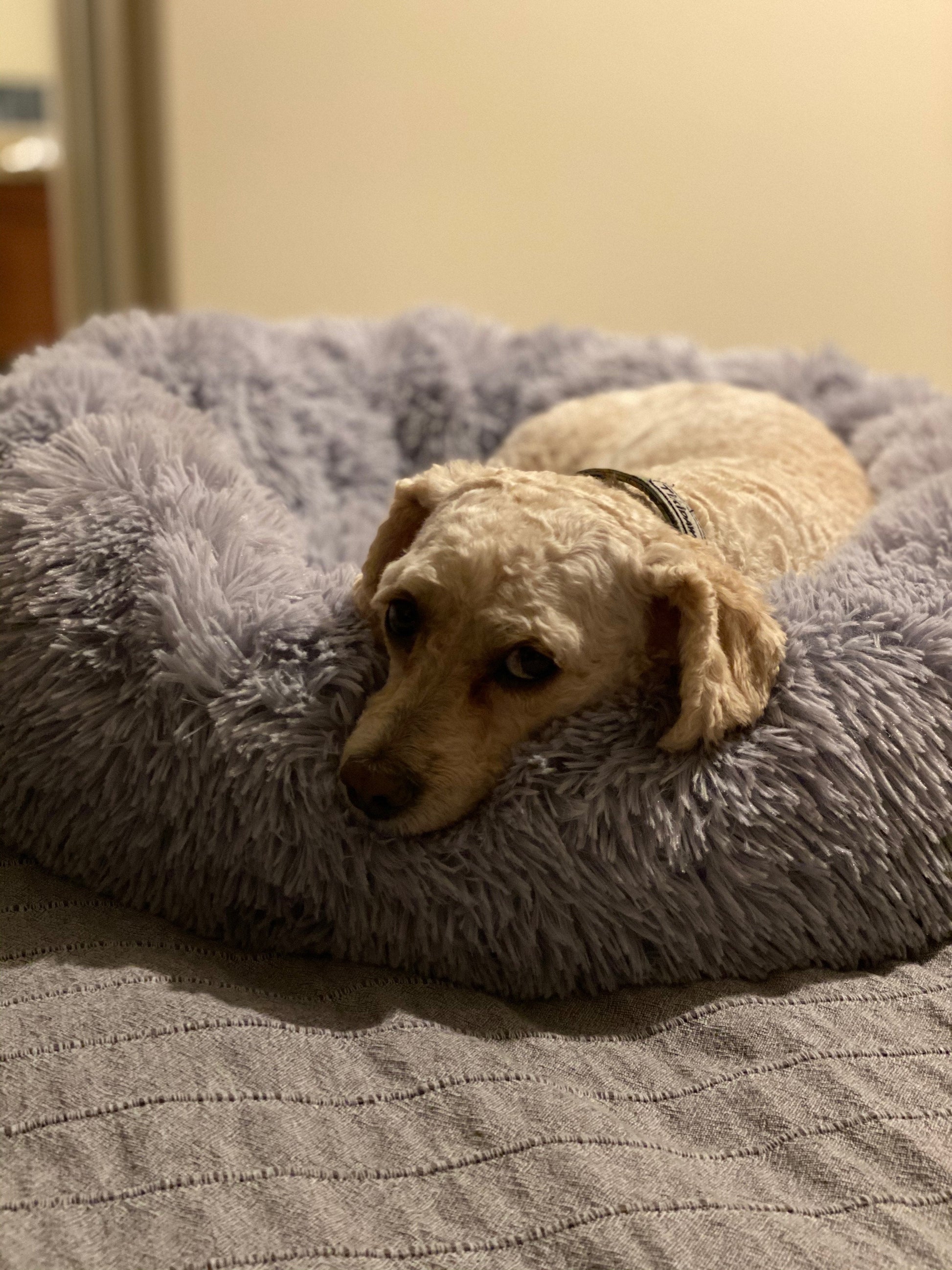 Mr. Peanut's 28" OrthoPlush� Pet Bed - Snowflake White Two Tone - gallery image 15