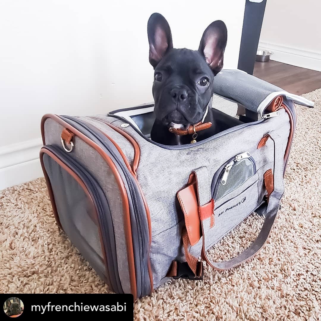 Mr. Peanut's Gold Series Standard Size Airline Compliant Pet Carrier - gallery image 16