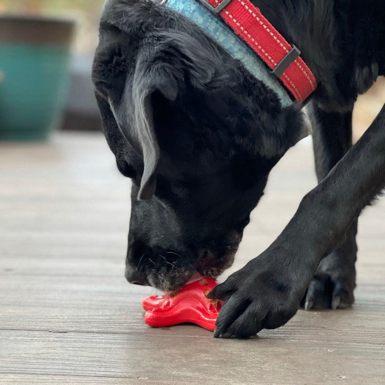 Starfish Nylon Dog Chew Toy For Aggressive Chewers USA Made - gallery image 12