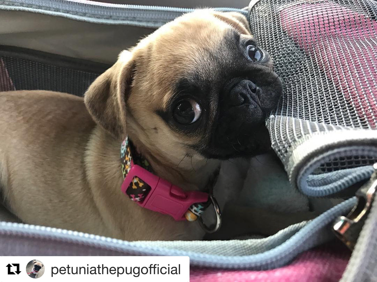 Mr. Peanut's Gold Series Standard Size Airline Compliant Pet Carrier - gallery image 21