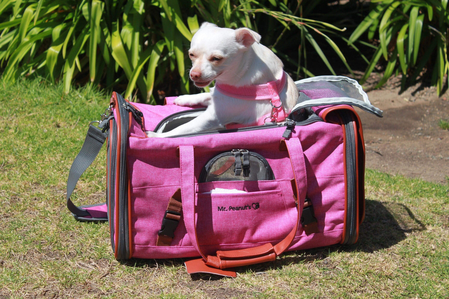 Mr. Peanut's Gold Series Standard Size Airline Compliant Pet Carrier - gallery image 24
