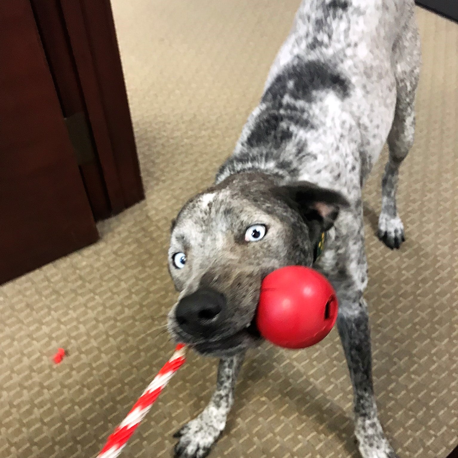 USA K9 Cherry Bomb Rubber Dog Chew Toy K9 Handler Reward Toy - gallery image 6