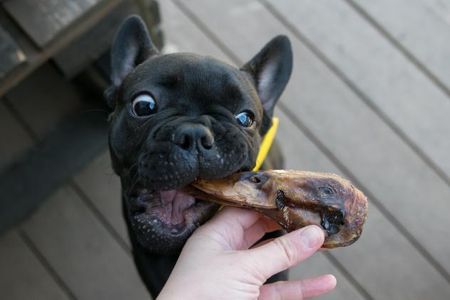 Duck Heads Abf Dog Treats Premium Premium Pet Supply - gallery image 7