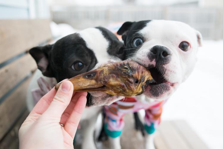 Duck Heads Abf Dog Treats Premium Premium Pet Supply - gallery image 9