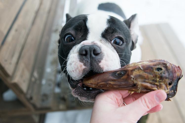 Duck Heads Abf Dog Treats Premium Premium Pet Supply - gallery image 10
