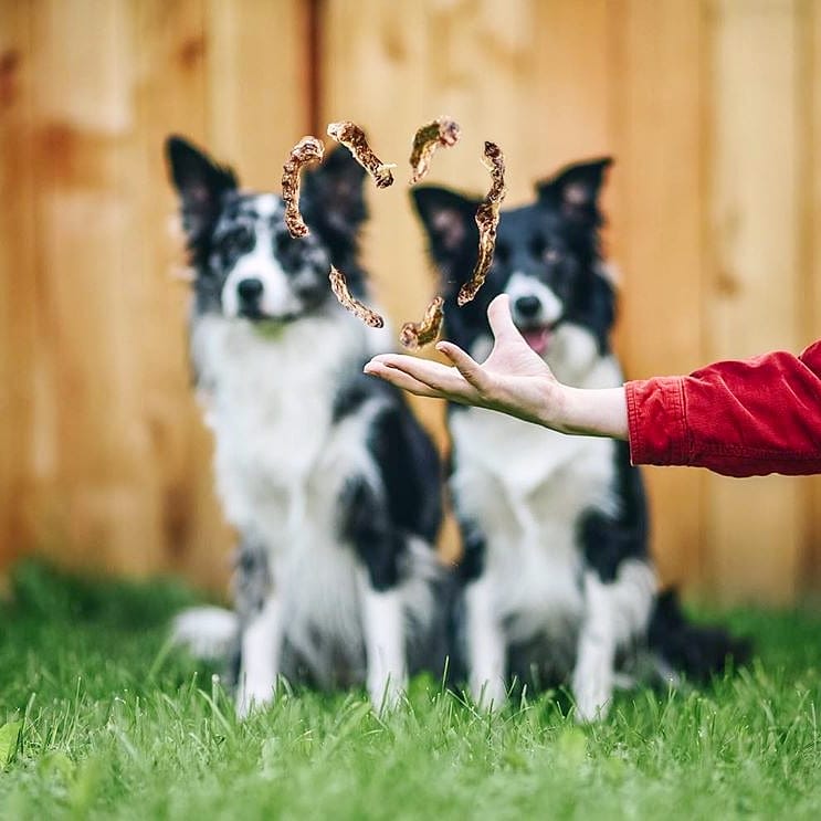 Chicken Necks Dog Treats Premium Premium Pet Supply - lifestyle view