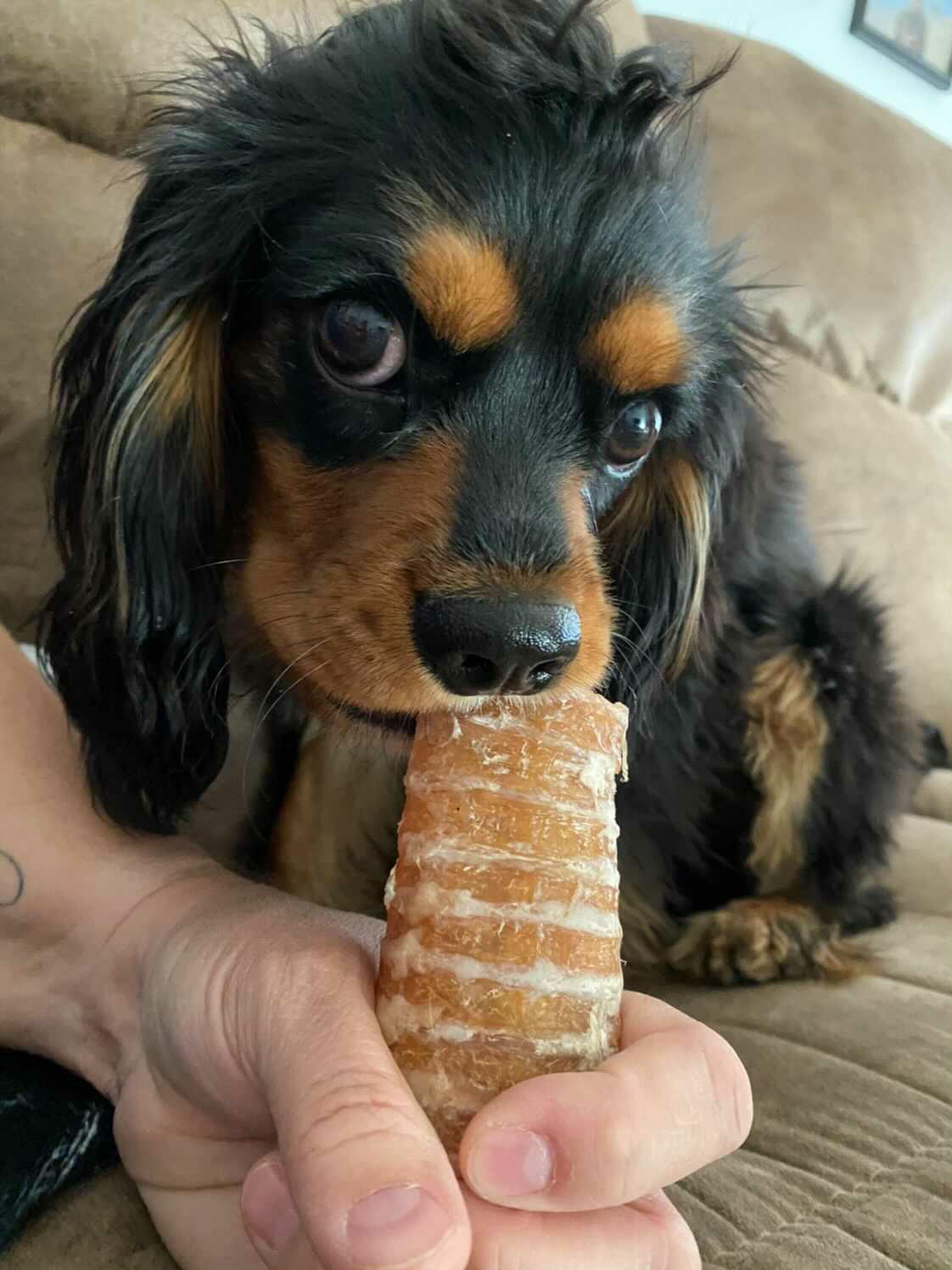 Dog Treats Beef Trachea Single Ingredient Chews Natural Rewa - gallery image 8