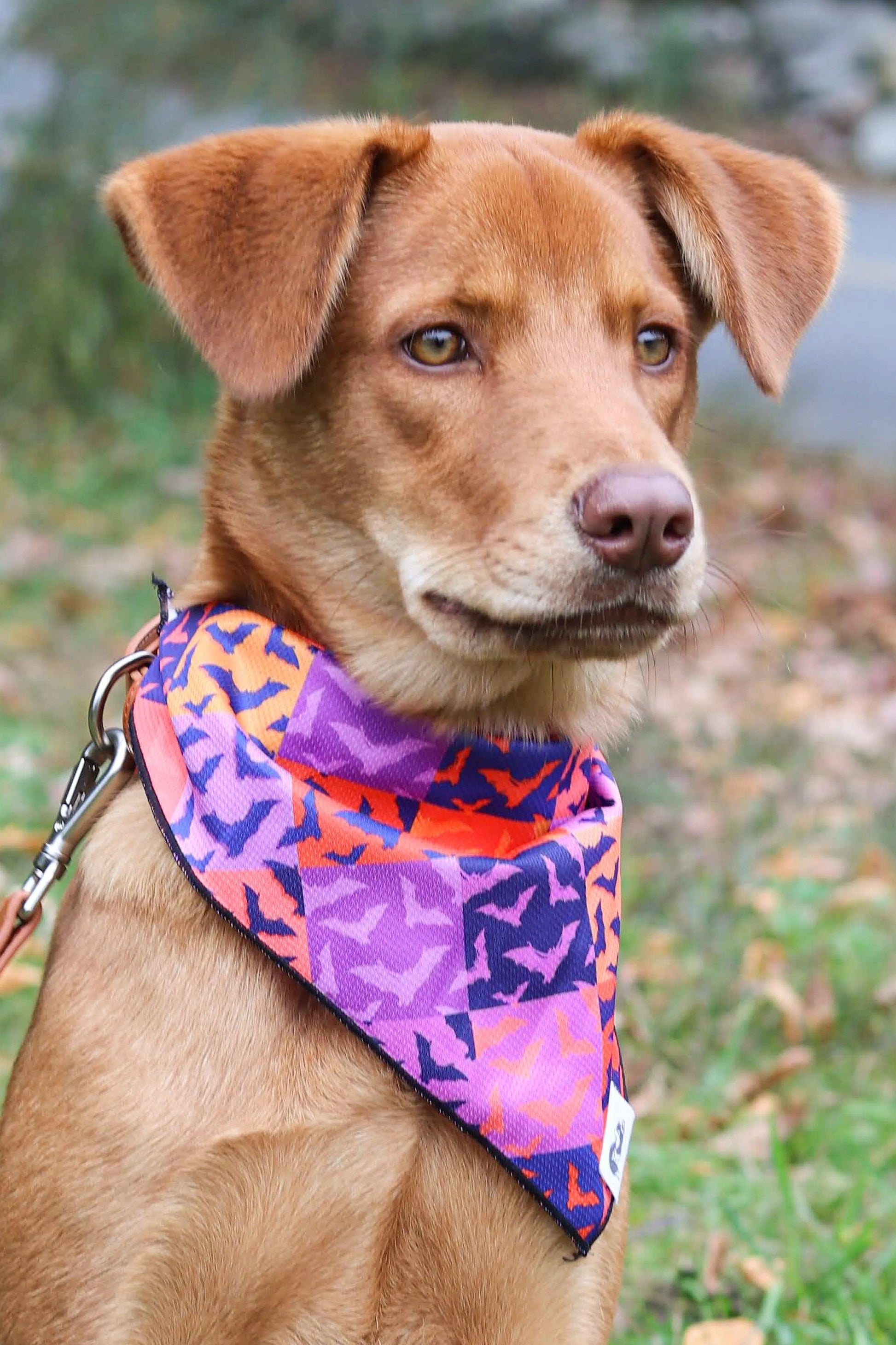 Spooky Bat Squares Dog Bandana Dog Bandanas Premium Pet - main product image