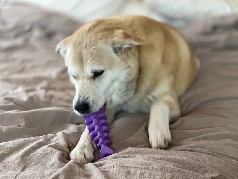 Fish Bone Nylon Dog Toy For Aggressive Chewers USA Made Dog - gallery image 8