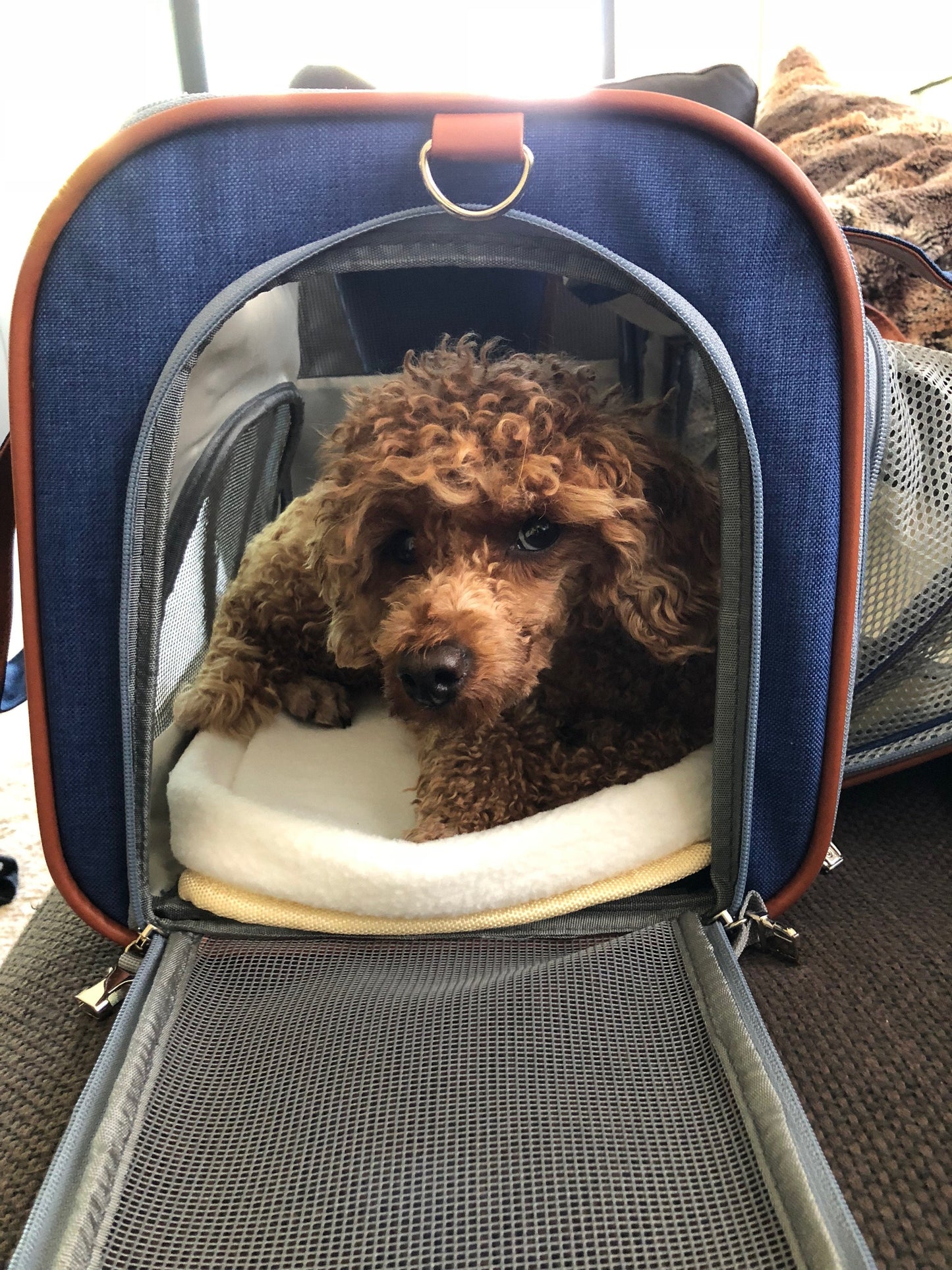Mr. Peanut's Gold Series Big Apple XL Expandable Pet Carrier V2.0 - gallery image 14