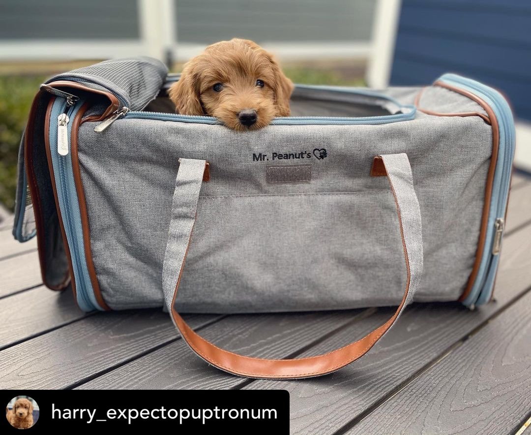 Mr. Peanut's Gold Series Big Apple XL Expandable Pet Carrier V2.0 - gallery image 11