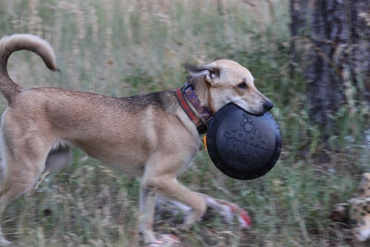 Magnum Bottle Top Flyer Rubber Frisbee For Heavy Chewers USA - gallery image 9