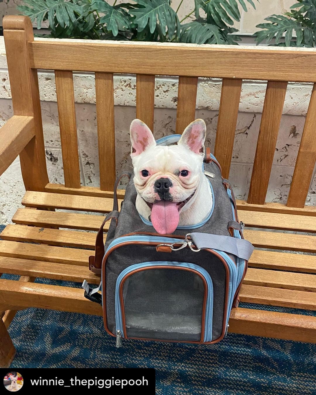 Mr. Peanut's Gold Series Big Apple XL Expandable Pet Carrier V2.0 - close up view