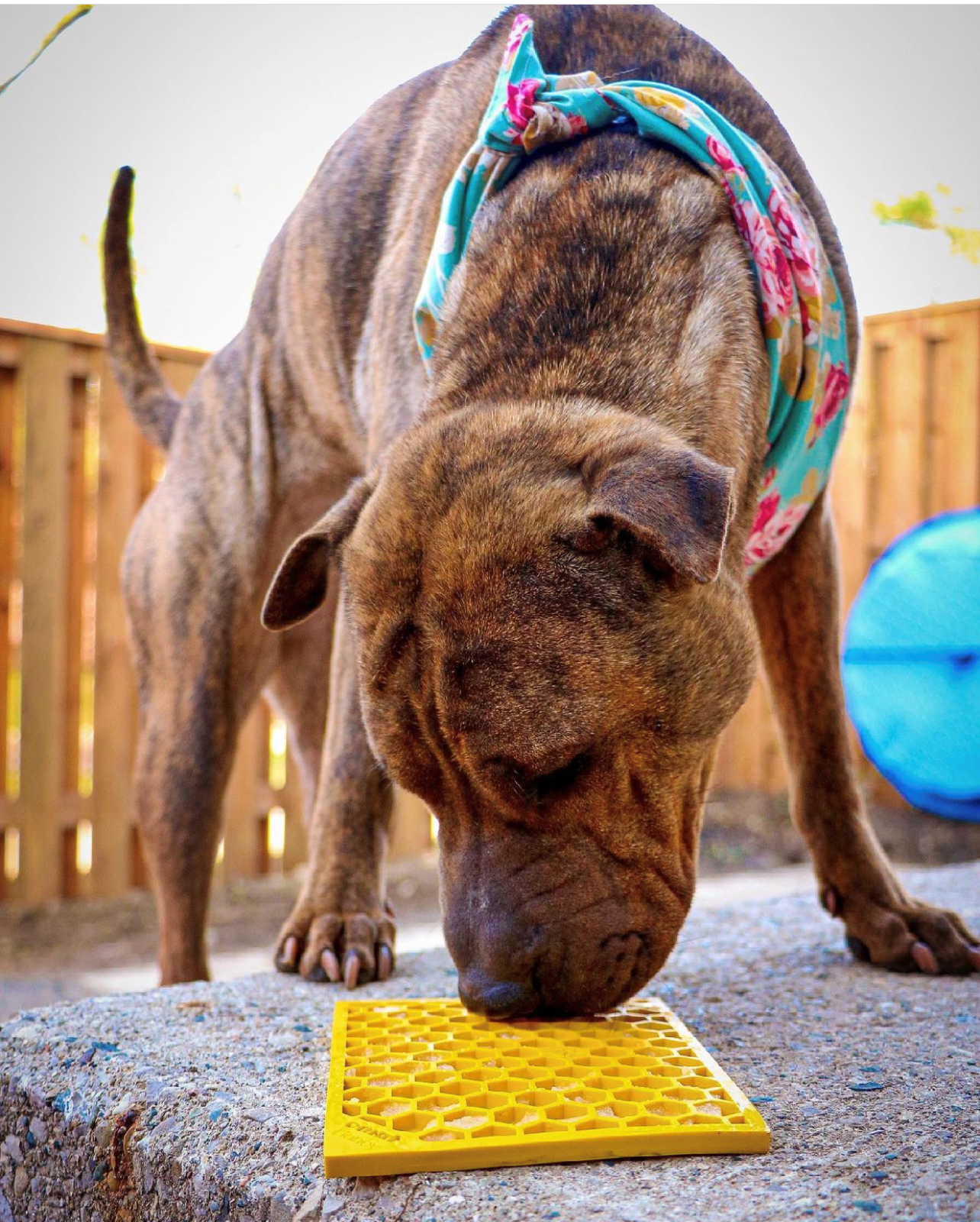 Honeycomb Emat Enrichment Lick Mat For Dogs And Cats Emat - gallery image 5