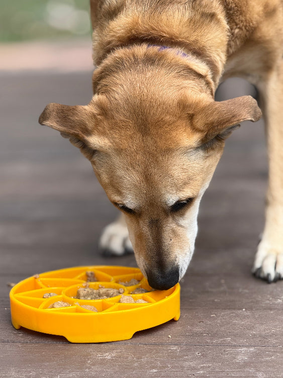Sunflower Etray Shallow Slow Feeder Dog Bowl For Enrichment - gallery image 8