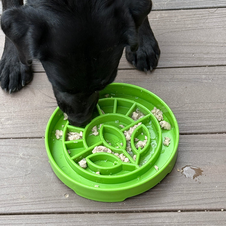 Garden Design Etray Shallow Slow Feeder Dog Bowl For USA Pet - gallery image 9