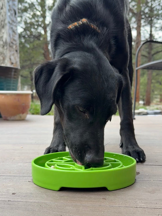 Garden Design Etray Shallow Slow Feeder Dog Bowl For USA Pet - gallery image 10