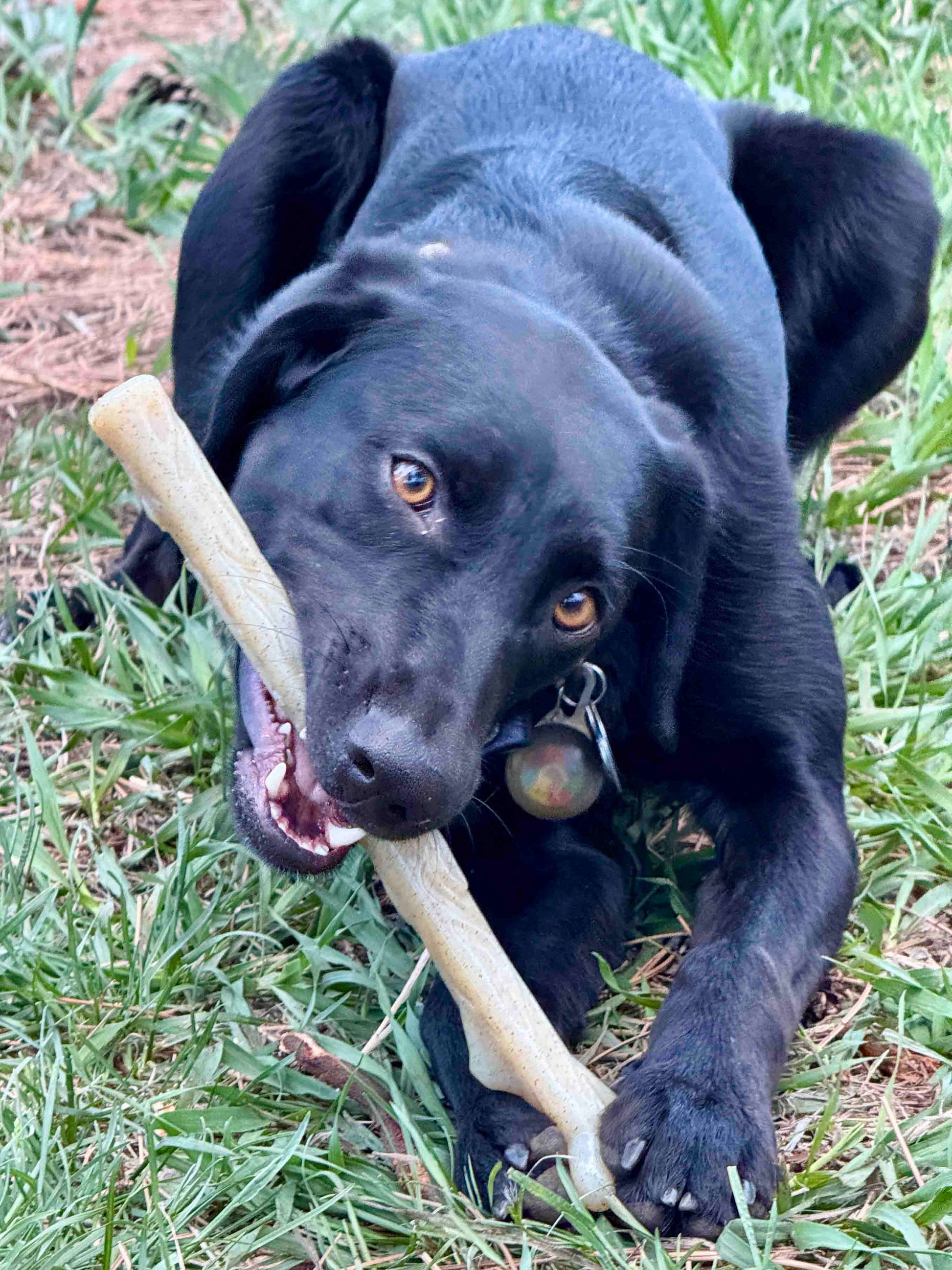 Durable Nylon Chew Stick For Power Chewers Indestructible - gallery image 7