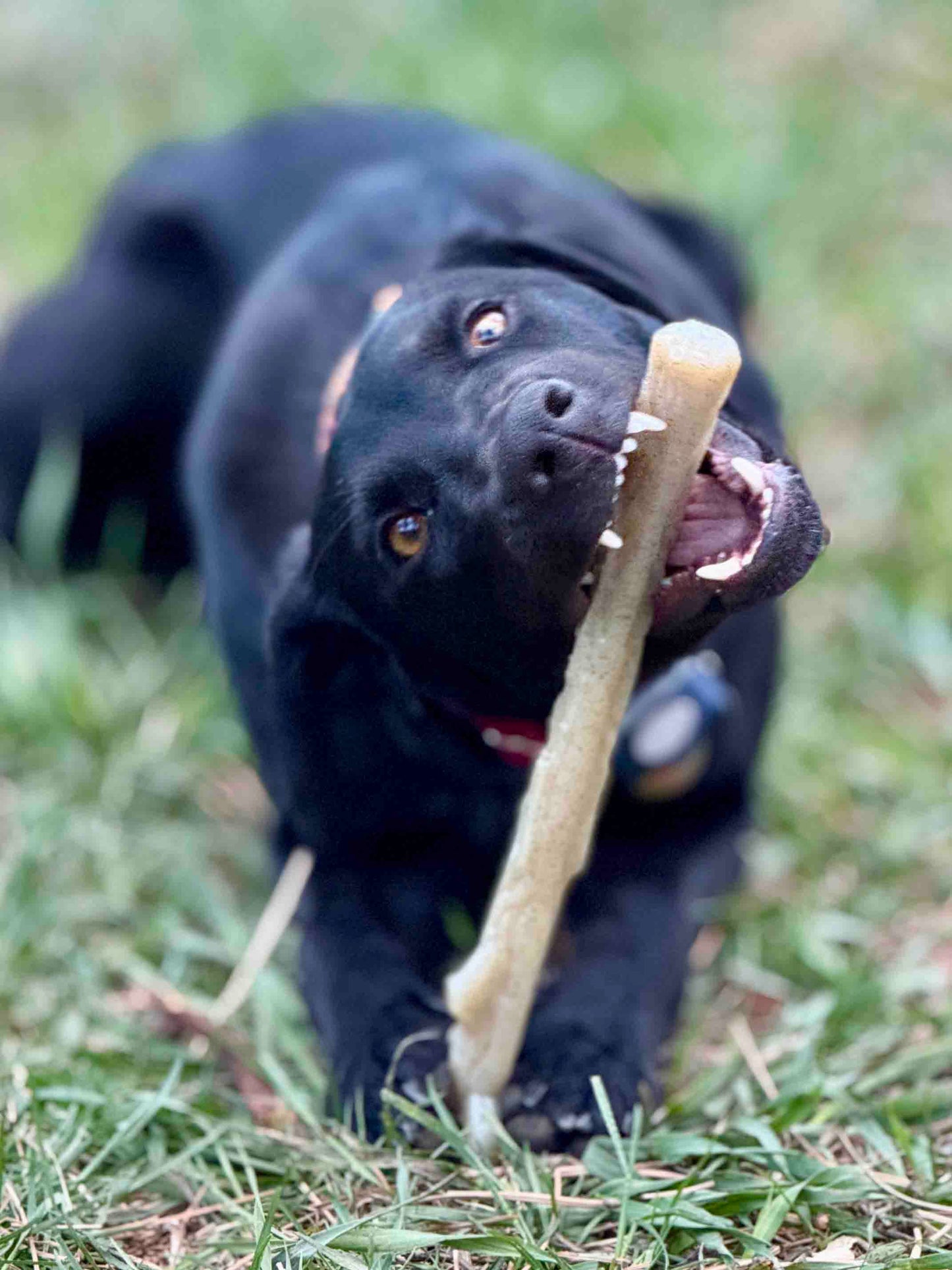 Durable Nylon Chew Stick For Power Chewers Indestructible - gallery image 6