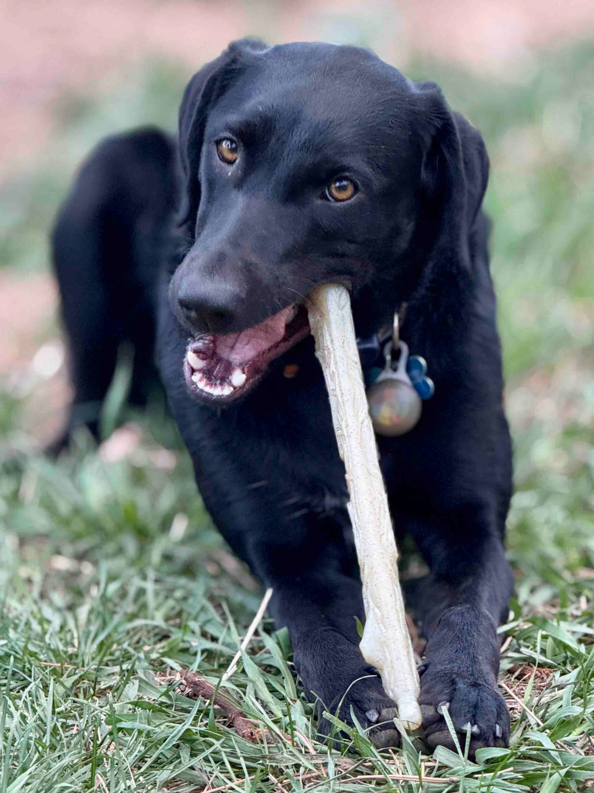Durable Nylon Chew Stick For Power Chewers Indestructible - gallery image 5