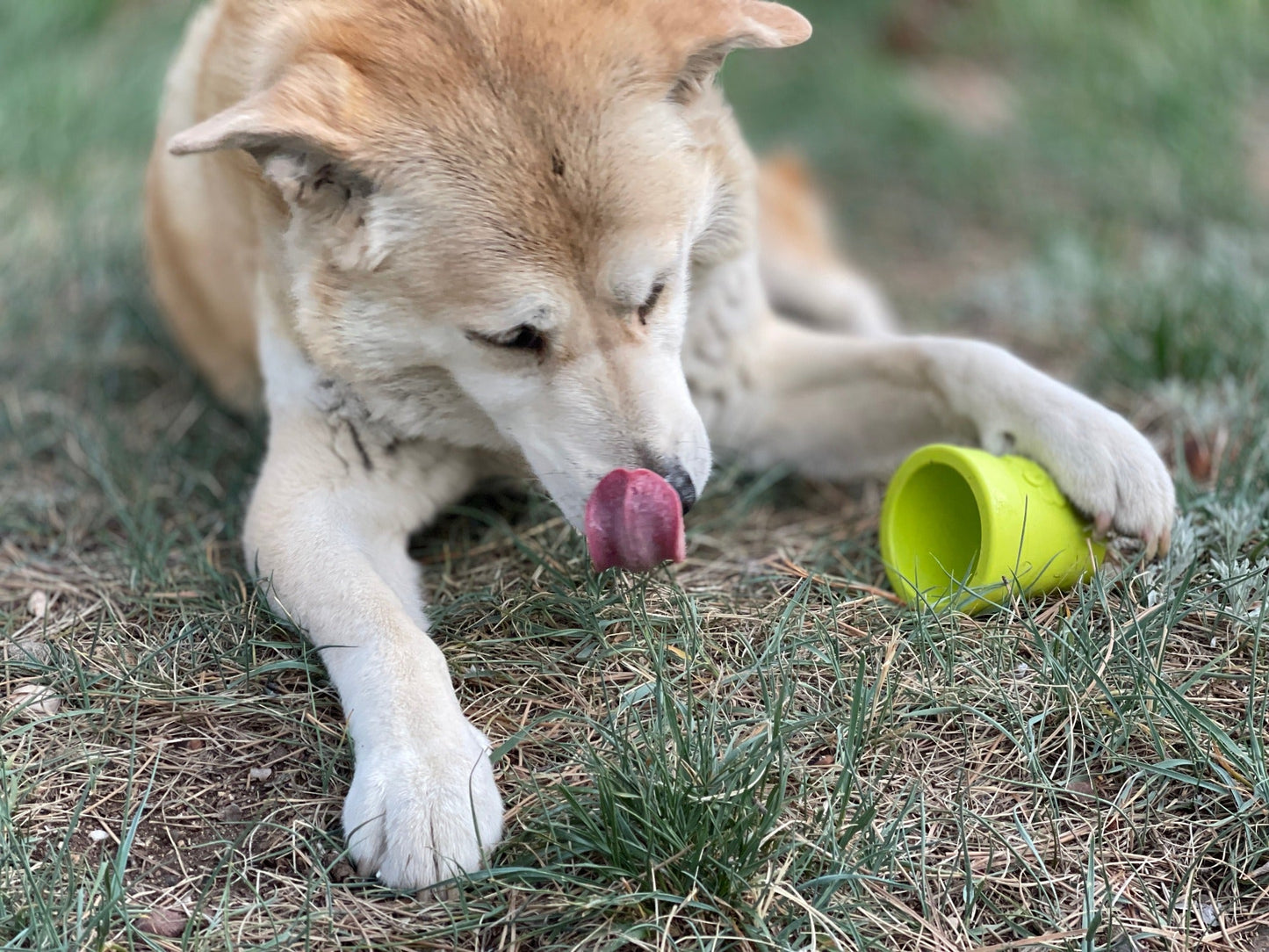 Dog Lick Mat Enrichment Slow Feeder Large Classic Premium - gallery image for Dog Toys