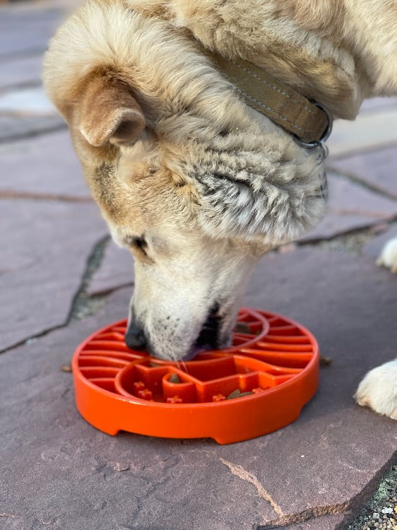 Sun And Moon Etray Shallow Slow Feeder Dog Bowl For USA Made - gallery image 11