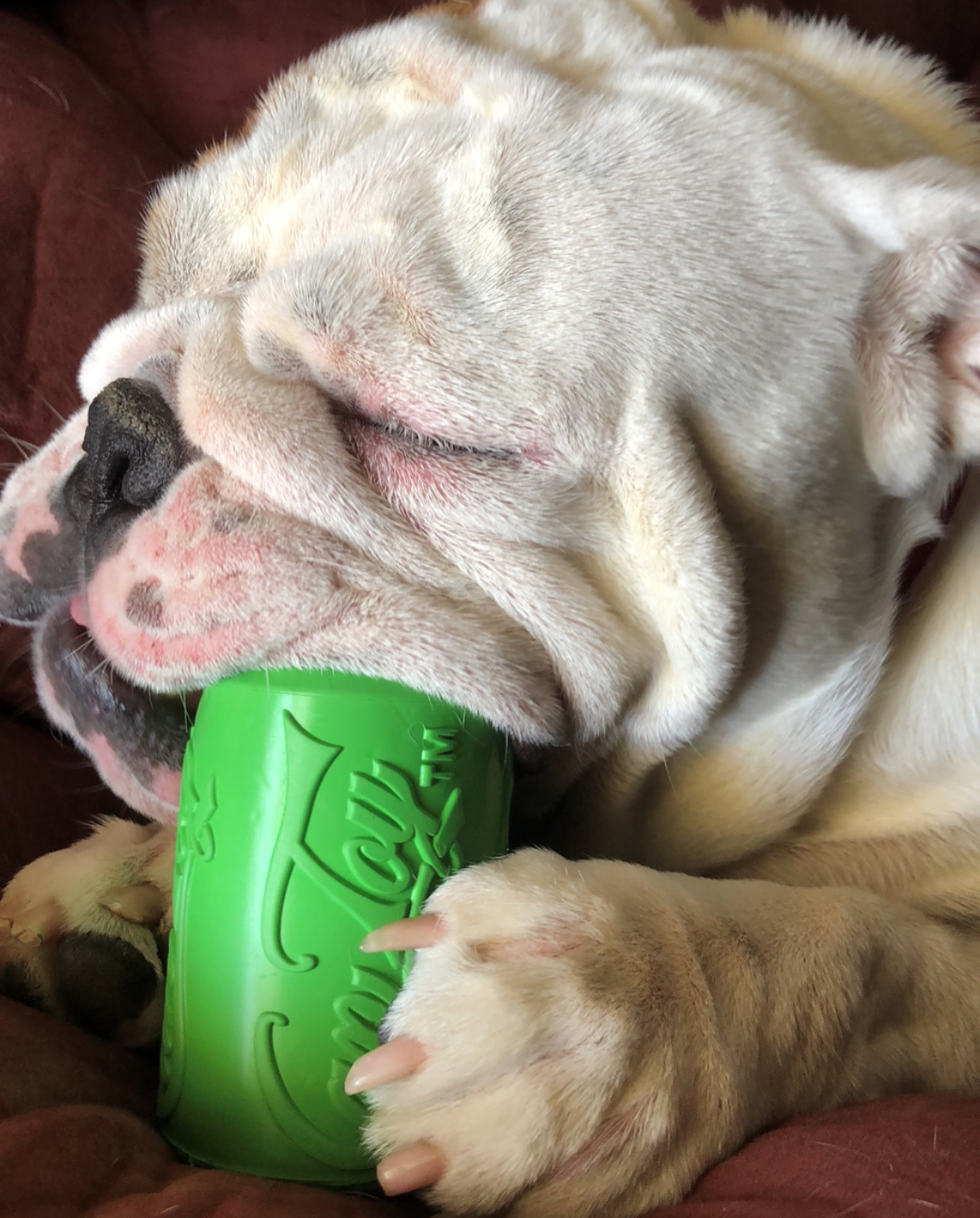 Can Toy Rubber Dog Chew Toy For Average Chewers Treat USA - gallery image 8