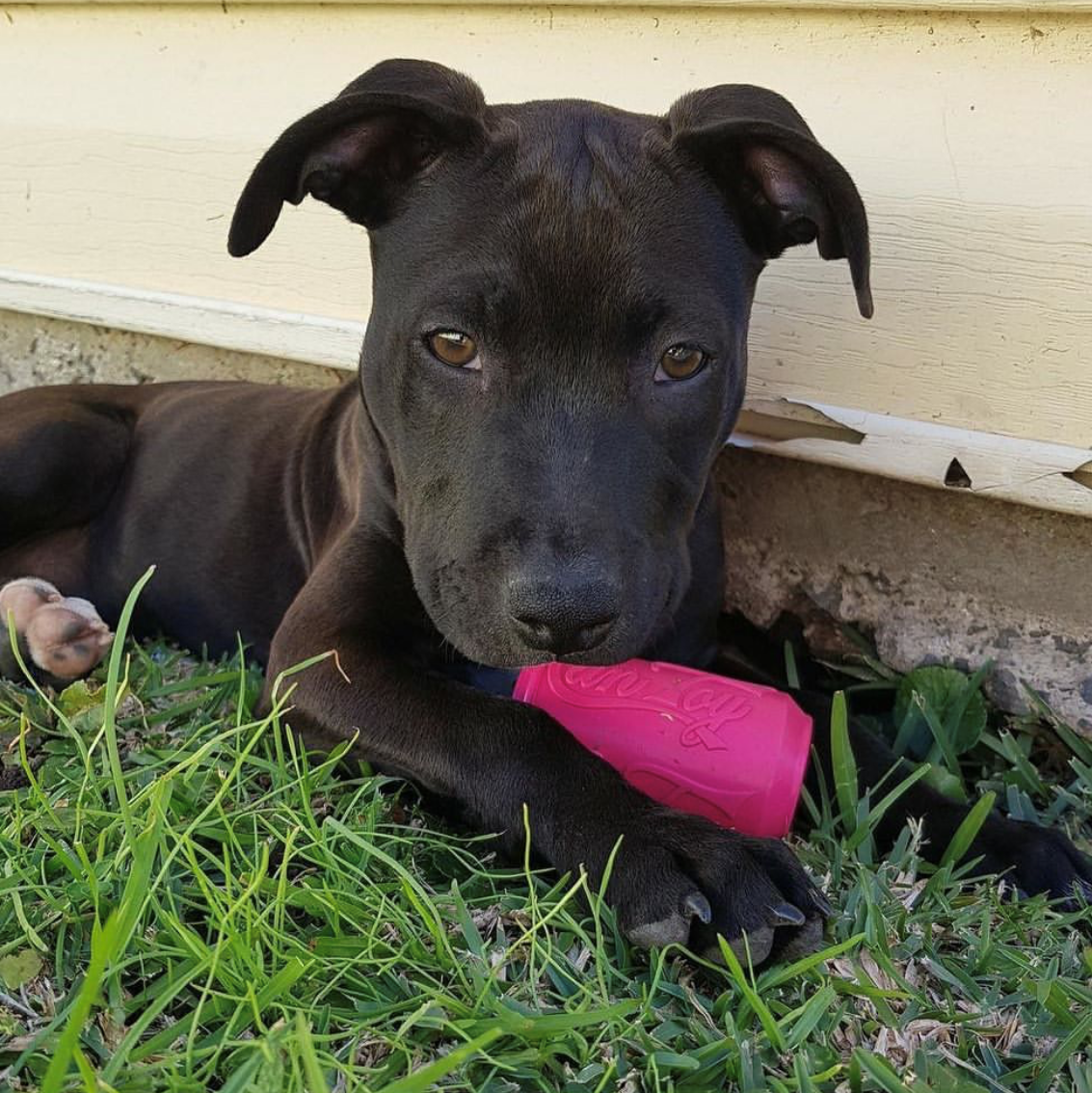 Puppy Can Toy Rubber Chew Toy For Teething Puppies Treat USA - lifestyle view